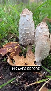 Coprinus comatus, the Shaggy Mane, is a delicious edible mushroom - but you have to eat it soon after picking. It lasts only for a few hours, soon melting into an inky fluid thick with black spores. This is one of several species called Inky Caps. 📹: @morel__momma on IG | Paul Stamets
