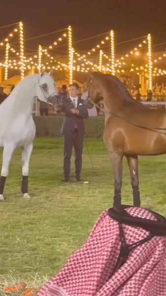 Exquisite Arabian Horses: Luxury Lifestyle in Qatar