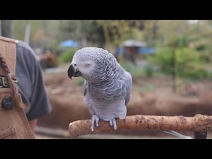 Einstein the African grey parrot sings happy birthday to herself and mimics other animals