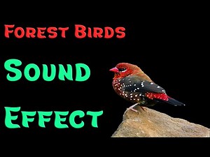 Forest Birds Sound Effect | No Copyright | Forest Nature | Calm Forest Birds | HQ Free Download