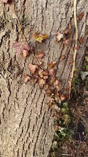 Tree trunk and climbing plants. And the leaves of the climbing plants have certain colors. #nature #plants #climbingplants #naturevideo