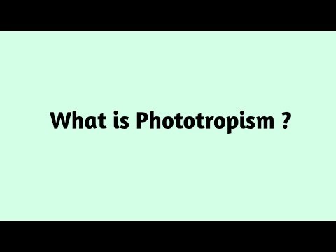 What is Phototropism ?