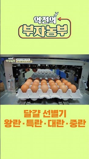 [역전의부자농부 224회] 달걀 선별기로 달걀 크기 선별하기, 크기 차이 좀 보세요~!!