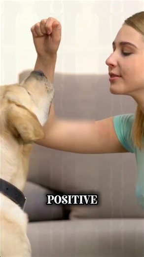 dog training tips #dogtraining #dogcoach #dogcoach #americandogs #petcareprovider #malinois #belgian