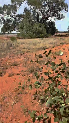 Take a stroll through Bearded Dragon habitat. Beardies live in some really beautiful arid regions, with sand, bushes, fallen trees and other components we might forget about in our vivarium. How do you recreate this in your #beardies setup? #beardeddragon #pogonavitticeps #beardielife | Exotics Keeper