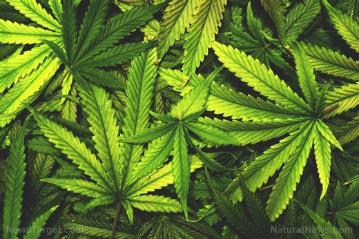 Cannabis-linked vomiting syndrome skyrockets among young adults, study warns   – NaturalNews.com