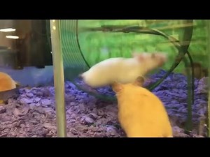 Hamster Has Epic Fail on Running Wheel