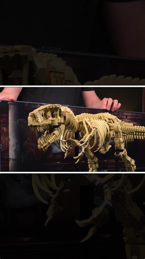 The Earth trembles 🦖 Protect your precious Jurassic World Tyrannosaurus Rex fossil with our bespoke display case! Featuring a museum inspired background design, keep your intricate exhibit dust free and protected. A cut-out for your display plaque and embedded studs for your Minifigures sit beneath your T.rex's tail to complete the scene. Head to the link to explore the display now ➡️ http://bit.ly/WB-T-Rex | Wicked Brick