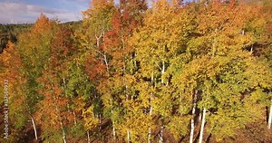 Low to High Straight up Aspen tree reveal, Aerial, 4K, 29s, 24of34, Aspen Trees, Foliage, Mountains, Beautiful Colors, Changing leaves, Colorado, Aerial, Stock Video Sale - Drone Discoveries llc.