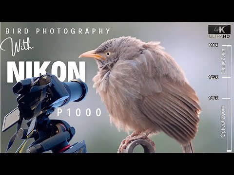 Nikon P1000 - Bird Photography | BEST Photo & Video Settings of NIKON COOLPIX P1000 for Wildlife
