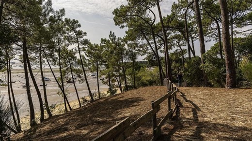 Voyage en France : les forêts du Bassin d'Arcachon, des milieux exceptionnels entre lagune et océan - RTBF Actus