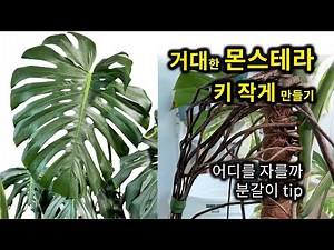 What should I do with my monstera? (Cut the roots + cut the stem + shorten the plant + repot)
