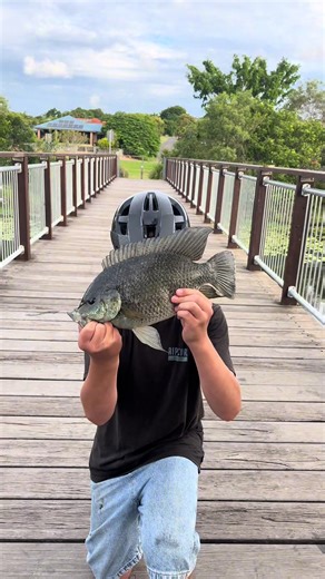 absolute 🥞 on the light set up | atomic arrowz bream surface x 1000 sedona on 8 pound leader and braid with a barra hook | #fishing #tilapia #bream #likeitup #repost