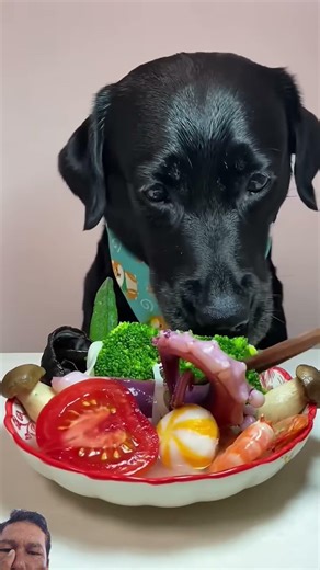 Teil 3: Leckeres Futter für Hunde.