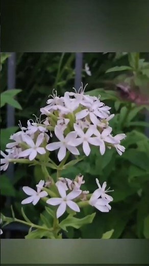 Ein seltener Gast im Garten: Das Taubenschwänzchen! ✨