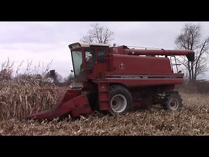 International Harvester 1460 Combine Corn Harvest 2017