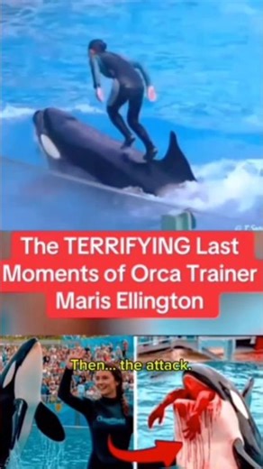 Trending World Now Jessica Dolphin Accident#jessica#accident#orca