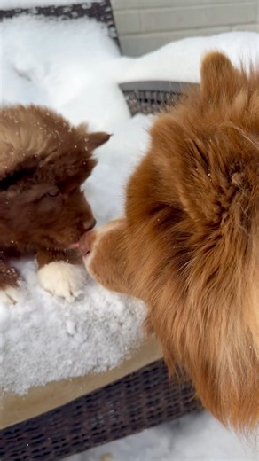 First snow for this little husky with his dad ❤️ See more behind-the-scenes moments from responsible breeders and find the right dog for you on the Good Dog app 💫 | Good Dog