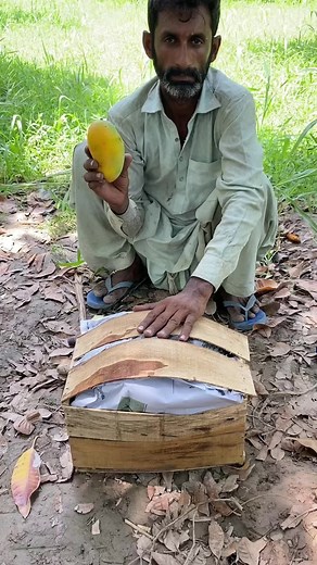 Fresh Mango Harvest and Traditional Packing Techniques