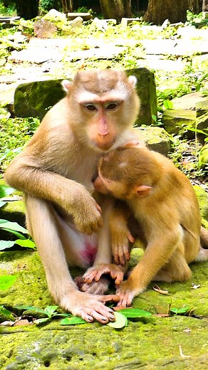 24K views · 746 reactions | Big brat baby monkey tests to have milk to know if his mom allows him | Monkey Magic | Facebook