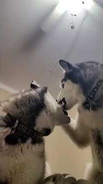 Most Aggressive Make Out Session I've Ever Seen 😂