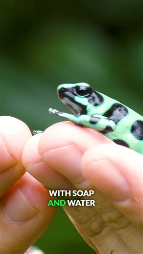 Which poison frog is more dangerous to humans? The strawberry or the green and black?! #poisonfrog #wildlife #nature #bravewilderness | Brave Wilderness