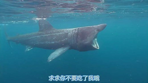 海洋生物纪录片丨探索神奇的海洋世界，寻找辽阔海洋中的掠食者