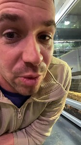 This tegu was living in someone’s garage in a cage it couldn’t turn around in, he can stretch his legs now thanks to you guys! CashApp: @goatdaddyssanctuary Venmo: @goatdaddyssanctuary PayPal: @goatdaddyssanctuary | Goat Daddy's Farm