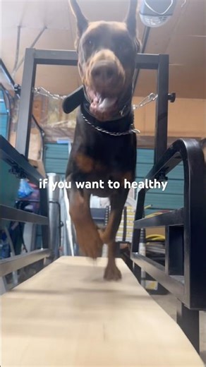 Conditioning day for Barkhan 💪🐾 #Doberman #WorkingDog #Slatmill #DogFitness