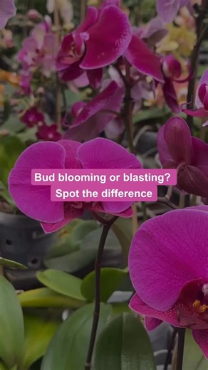 15 reactions | Bud not opening? It might not be your fault.. Here’s how to tell if it’s a healthy orchid bud about to bloom or if it’s a bud blast Bud Bloom = plump, green, shiny, swelling day by day. Bud Blast = wrinkled, yellow/brown, shrinks instead of growing. . . . . . . . . . . . . [Fyp, orchids, reel, trend, India, Tips] . . . . #fyp #orchid #orchidlover #trending #brand #viral #reels #tips | Orchid Tree | Facebook
