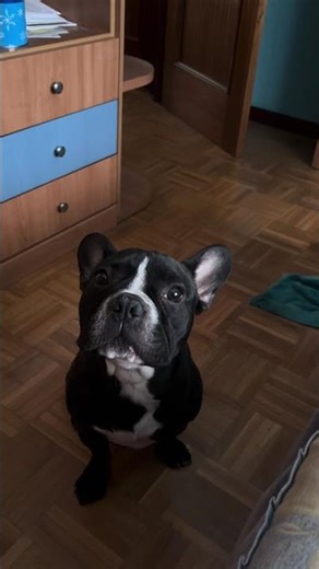 Cuando tu perrito 🐶 se cre ser un lobo 🐺 😂😂❤️😍