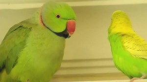 19K views · 550 reactions | Parakeet and Indian Ringneck in LOVE.. goo.gl/sq6aFG | Indian Ringneck Parrot | Facebook