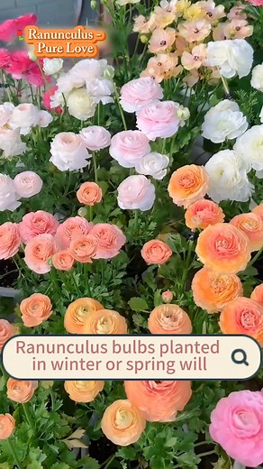Unlock an extra-long spring bloom! Ranunculus—this hardy gardening...