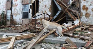 Wisconsin rescue helps dogs affected by Harvey