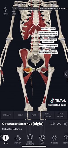 Obturator Externus #physicaltherapy #anatomy #completeanatomy #PT #ObturatorExternus #neuro #neuromuscular #OI #muscle #externalrotation #hip