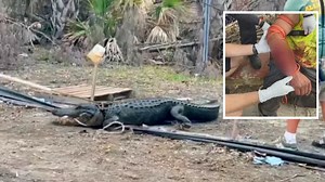 Man bitten by alligator while trying to wash hands in Florida pond