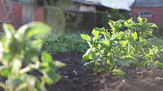 How GMOs Really Affect Your Food