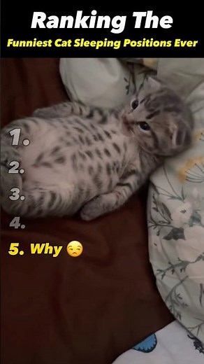 Ranking The Sleepiest Kittens Ever 😴🐱 | PawRank