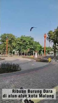 Ribuan Burung Dara di Alon Alon kota Malang