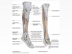 Interval 8 - Forearm and Leg: dissection details
