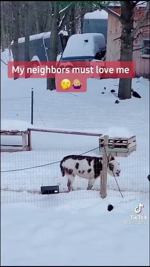 Donkey (Nelson) Giving A Oh Yeah!! - 'Can I Get A Oh Yeah' TikTok