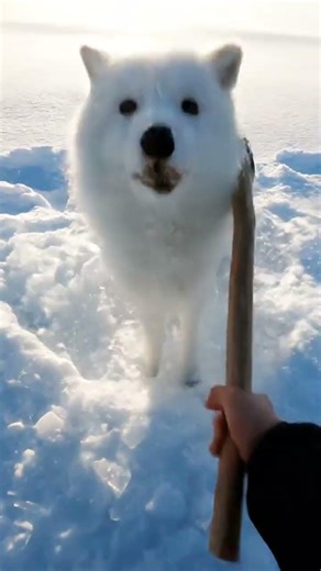 Nature’s Strength ❄️🦬 Trapped in Ice but Still Alive #shorts