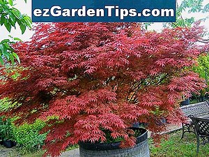 Información de arce japonés enano 🌱 Tips Jardineros - Es.ezGardenTips.com