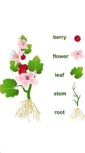 # basic botany ✨🤞🏻