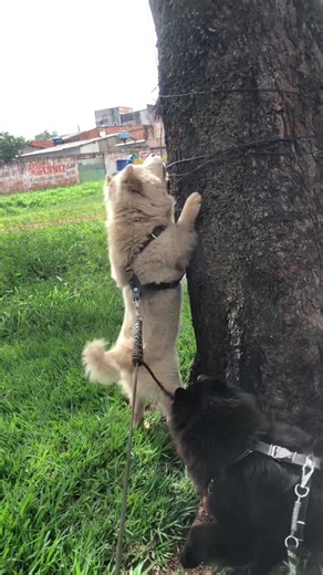 Extinto de caçador! 🐻‍❄️🐻❤️ Cachorro primitivo (Chow chow) #cachorro #cachorros #cachorrotiktok #pet #chowchow