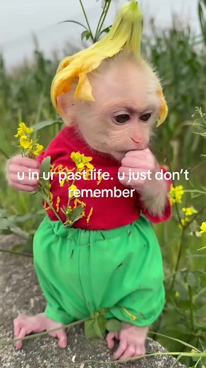 Exploring Monkey Memes and Their Humorous Impact