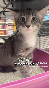 Check out the cats and kittens available at PetSmart Cambridge! | Toronto Cat Rescue - Waterloo Region