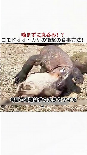 噛まずに丸呑み！？ コモドオオトカゲの衝撃の食事方法！ #コモドオオトカゲ #野生動物 #捕食 #自然の世界 #爬虫類