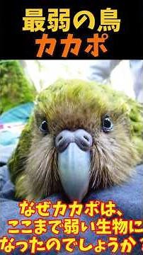 [Slow-paced explanation] The Kakapo, the weakest bird in the animal kingdom