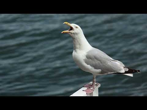 European herring gull (Larus argentatus) 🍟
